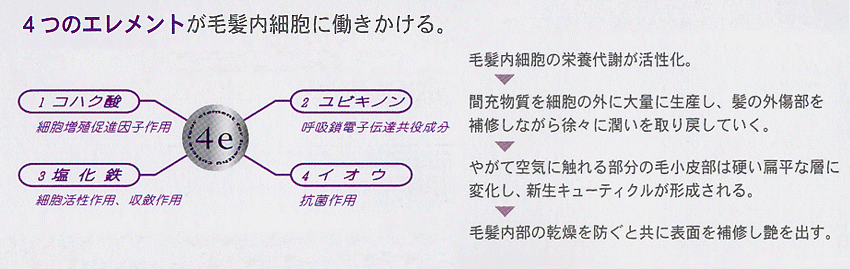 ４つのエレメントが毛髪内細胞に働きかける